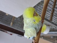 Show Jumbo Muhabbet Kuşu Yavruları
