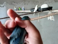 Mavi dişi forpus 2 aylık