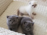 Scottish Fold Kedim