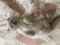 Bluepoint scottish fold yavrumuz