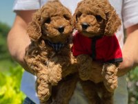 ÇİFTLİĞİMİZDEN TOY POODLE BEBEKLERİ