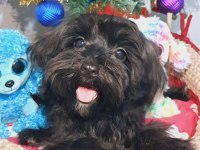 Siyah İnci Maltipoo  Prenses