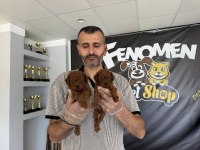TÜRKİYENİN EN GÜZL TOY PODLE YAVRULR WC EĞİTİMLİ ANK