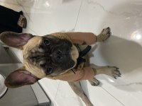 9 Aylık Eğitimli French Bulldog