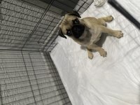 Dişi Pug Mops Yavru