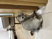 Balıkesir ücretsiz scottish fold kedimizi sahiplendirme