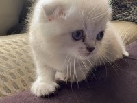 Scottish fold kedimiz