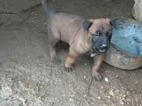 Safkan Erkek Belçika Kurdu