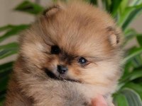 Orjinal Safkan Pomeranian Boo Yavrularım