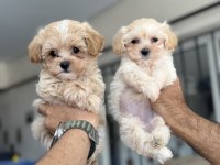 Show kalite kore maltipoo yavrularımız
