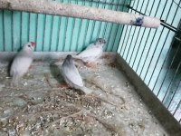 Zebra finch (hint bülbülü)