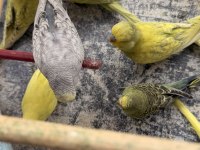 Yeme yeni düşen Jumbo yavrular ve birtakım Jumbo kuşlar