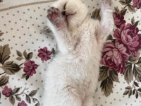 Mavi gözlü bebek yavru kedilerimiz