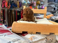 Red toy poodle