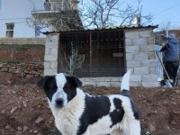 Border collie samoyed kırması