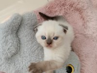 Mavi gözlü kedimiz kahve detaylı point yavrumuz