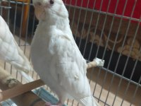Yeni yeme düşen albino kırmızı göz sultan papağanı