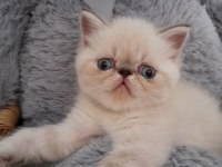 exotic shorthair dişi ve erkek yavrular