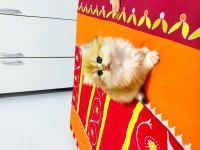 Full Şecereli Ny 11 British Longhair 56 Günlük Kızım