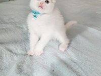 Minnoş Gözlü Bebek Scottish Fold