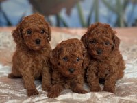 Toy poodle bebeklerimiz