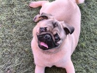 Orjinal pug