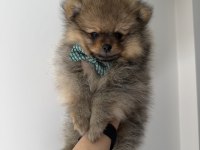 Pomeranian boo dişi erkek uygun