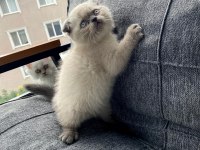 Son Kalan Erkek Bebek Kedimiz