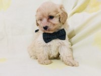 Maltipoo canlarım ev üretimi
