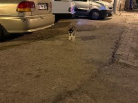 3 aylık safkan sibirya kurdu dişi