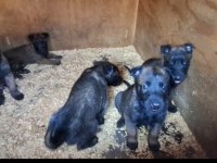 Kusursuz Malinois Bebekler