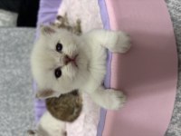 Bebekler british shorthair