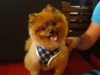Miniş pomeranian erkekler