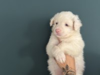 RED MERLE BORDER COLLİE
