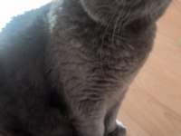 Scottish fold badem yuvasını arıyor