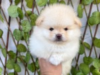 POMERANİAN BOO ERKEK