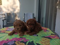 Kore kan safkan toy poodle bebekler