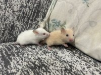 Birbirinden Güzel Hamster Bebekler