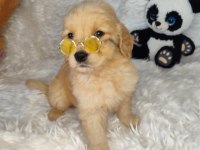 Orijinal Golden Retriever Bebeklerimiz