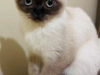 Safkan scottish fold anne ve british shorthair babadan yavru