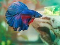 Dişi erkek taç kuyruk ve halfmoon betta