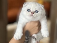 Üst Düzey Güzellik Scottish Fold Yavrum