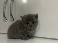 Koca Kafalı Sevimli British Shorthair Yavruları