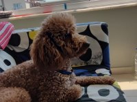 Bakımlı tef brown toy poodle