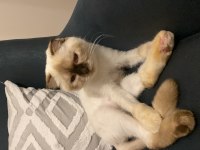 Scottish fold blue point kedime erkek arıyoruz