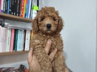 Toy poodle köpeği