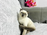 Scottish fold erkek