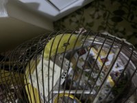 Evinizi şenlendirecek tatlı muhabbet kuşlarımız