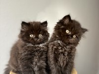 British longhair yavrularımız