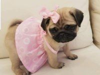 Muhteşem safkan pug yavruları
